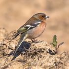 Buchfink (Fringilla coelebs)