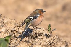 Buchfink (Fringilla coelebs)