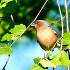 Buchfink (Fringilla coelebs)