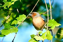 Buchfink (Fringilla coelebs)