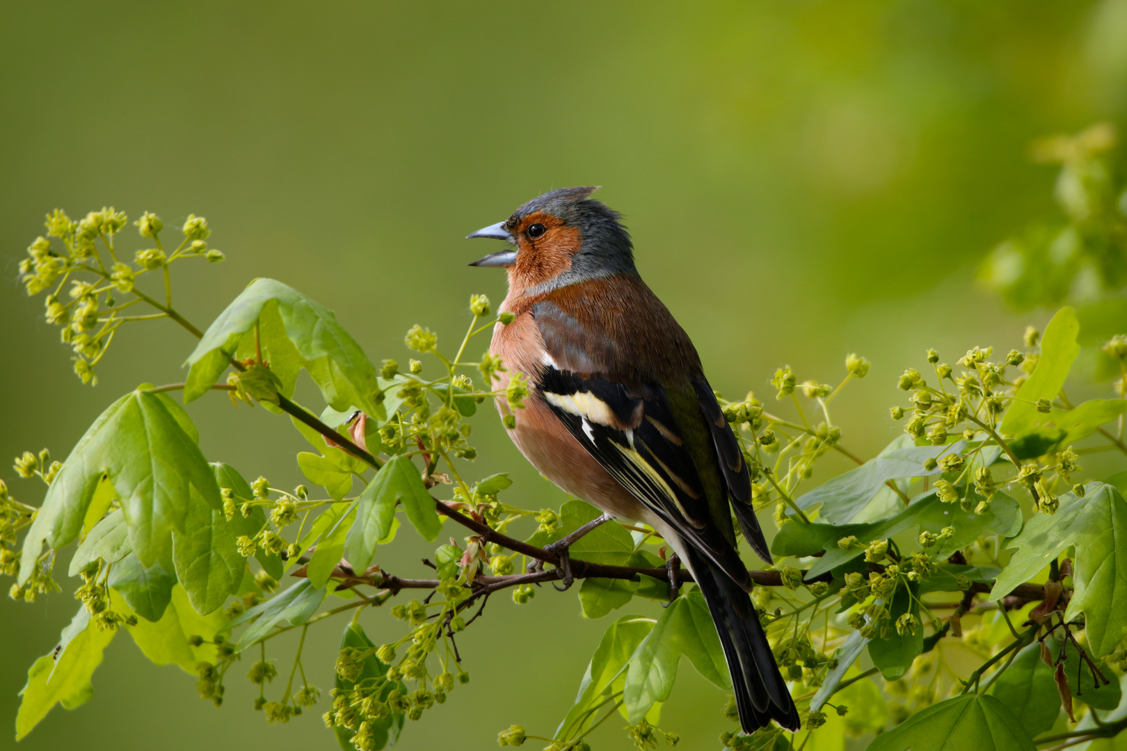 Buchfink [Fringilla coelebs]