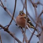 Buchfink (Fringilla coelebs) 1