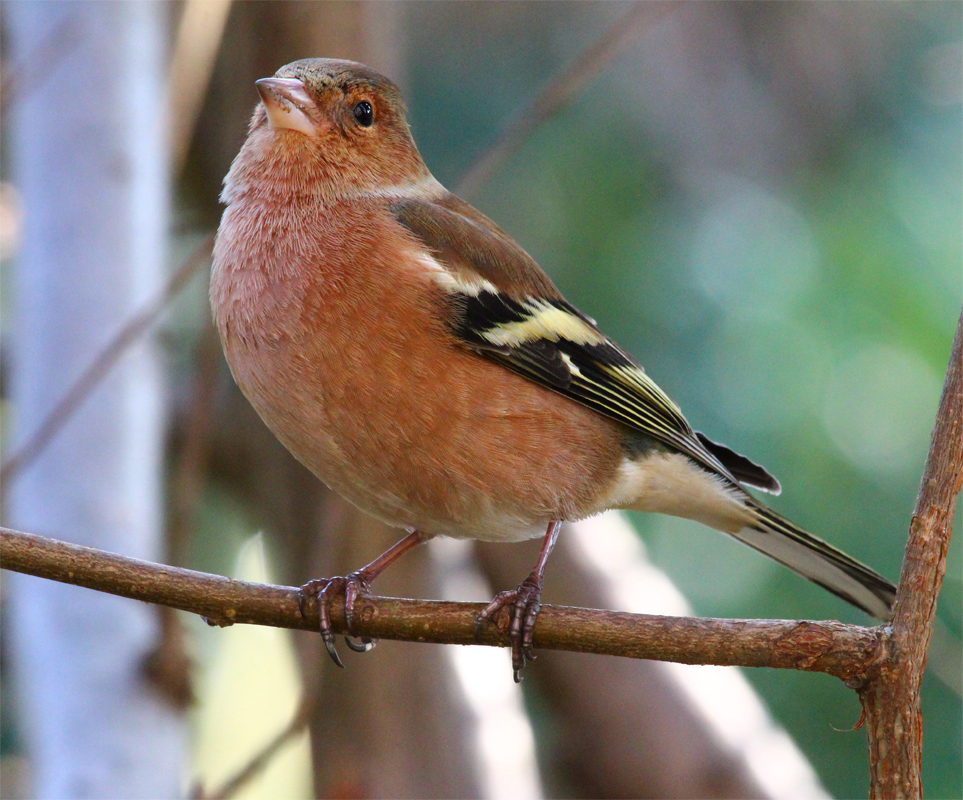 Buchfink (Fringilla coelebs) 1