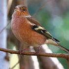 Buchfink (Fringilla coelebs) 1