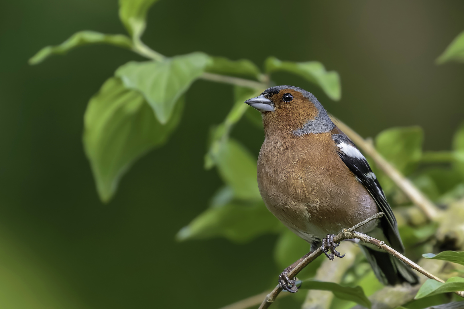 Buchfink (Fringilla coelebs)