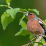 Buchfink (Fringilla coelebs)