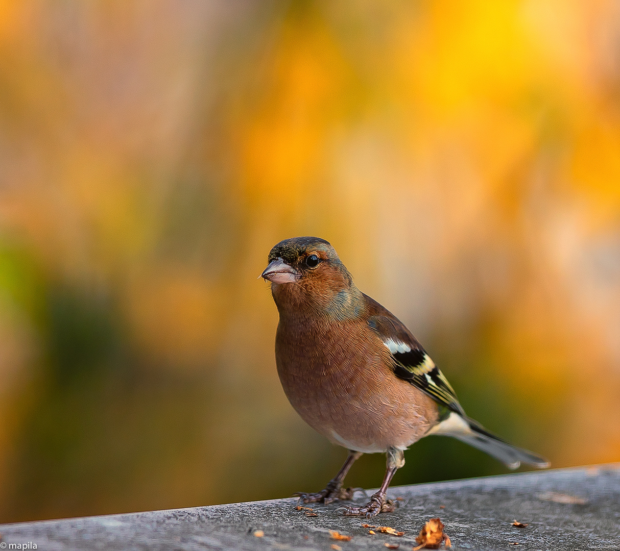 --- Buchfink (Fringilla coelebs) ---