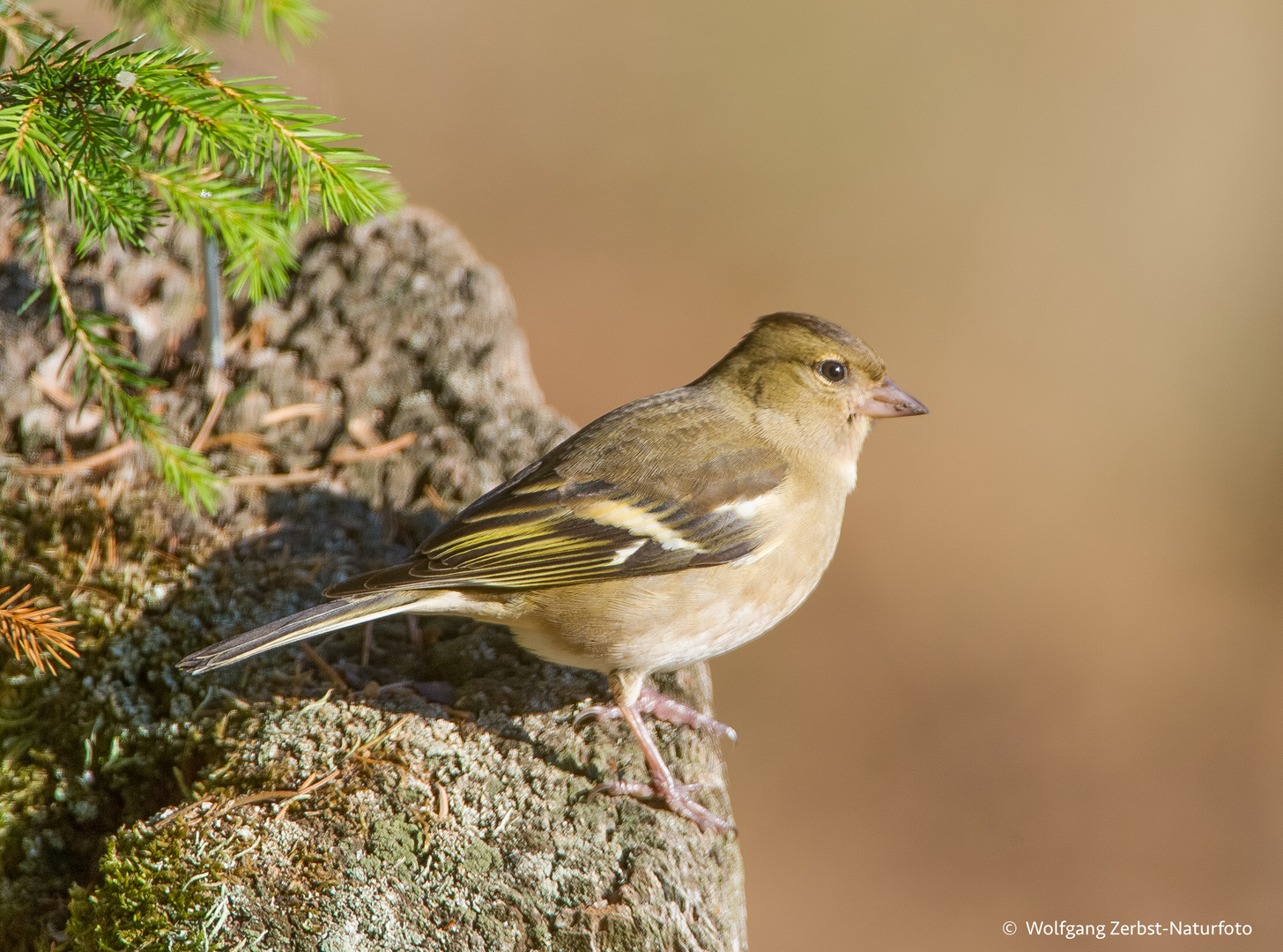 --- Buchfink ---   (Fringilla coelebs)