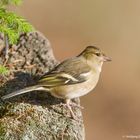 --- Buchfink ---   (Fringilla coelebs)