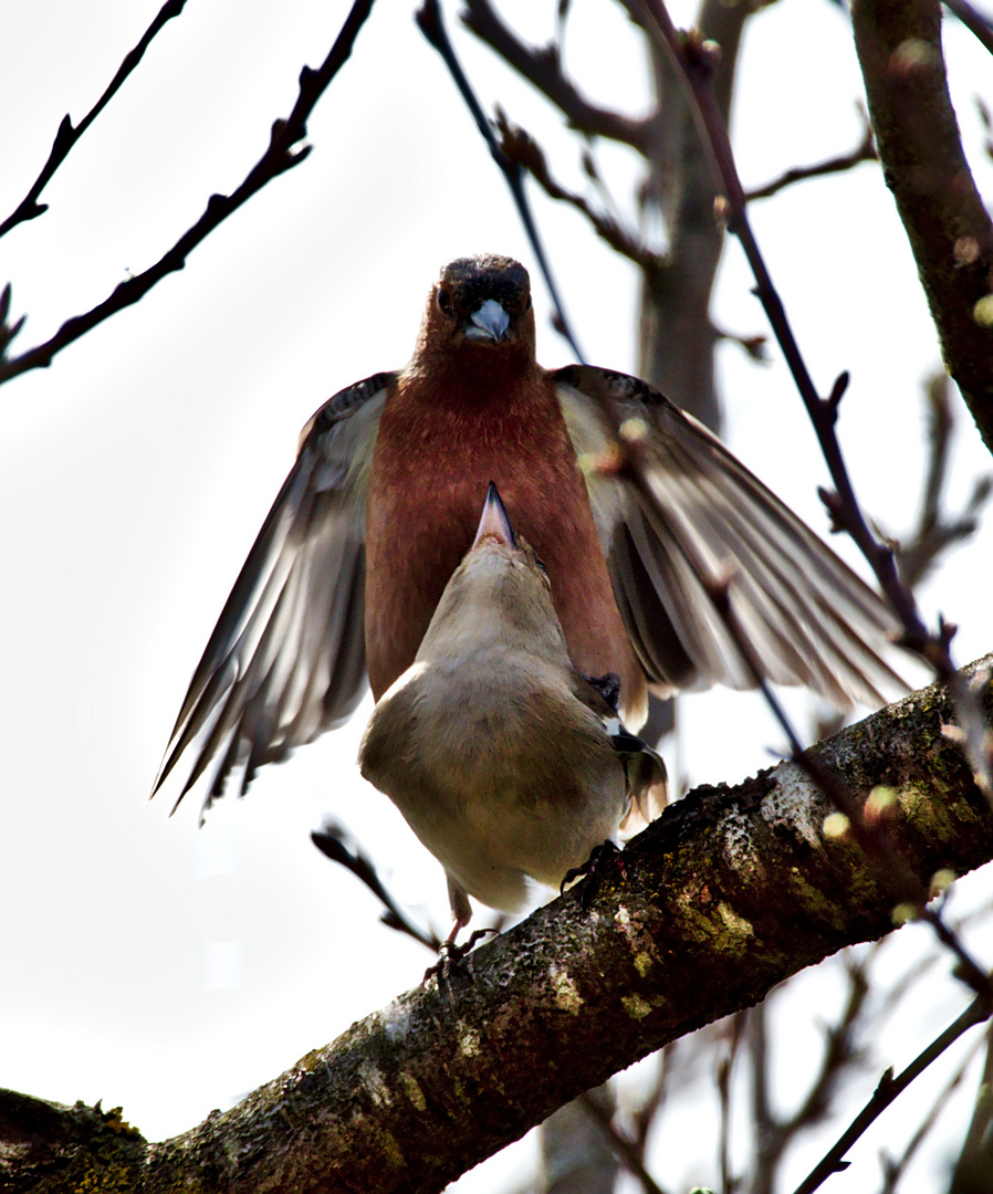 Buchfink (Fringilla coelebs) 2