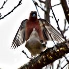 Buchfink (Fringilla coelebs) 2