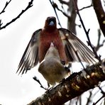 Buchfink (Fringilla coelebs) 2