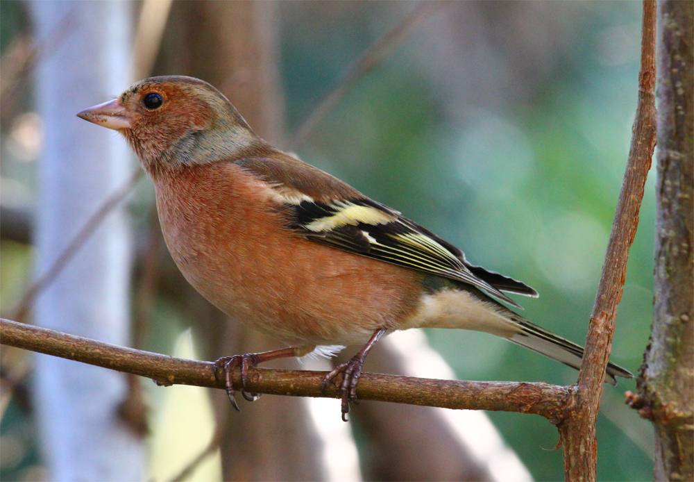 Buchfink (Fringilla coelebs) 2