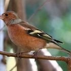 Buchfink (Fringilla coelebs) 2