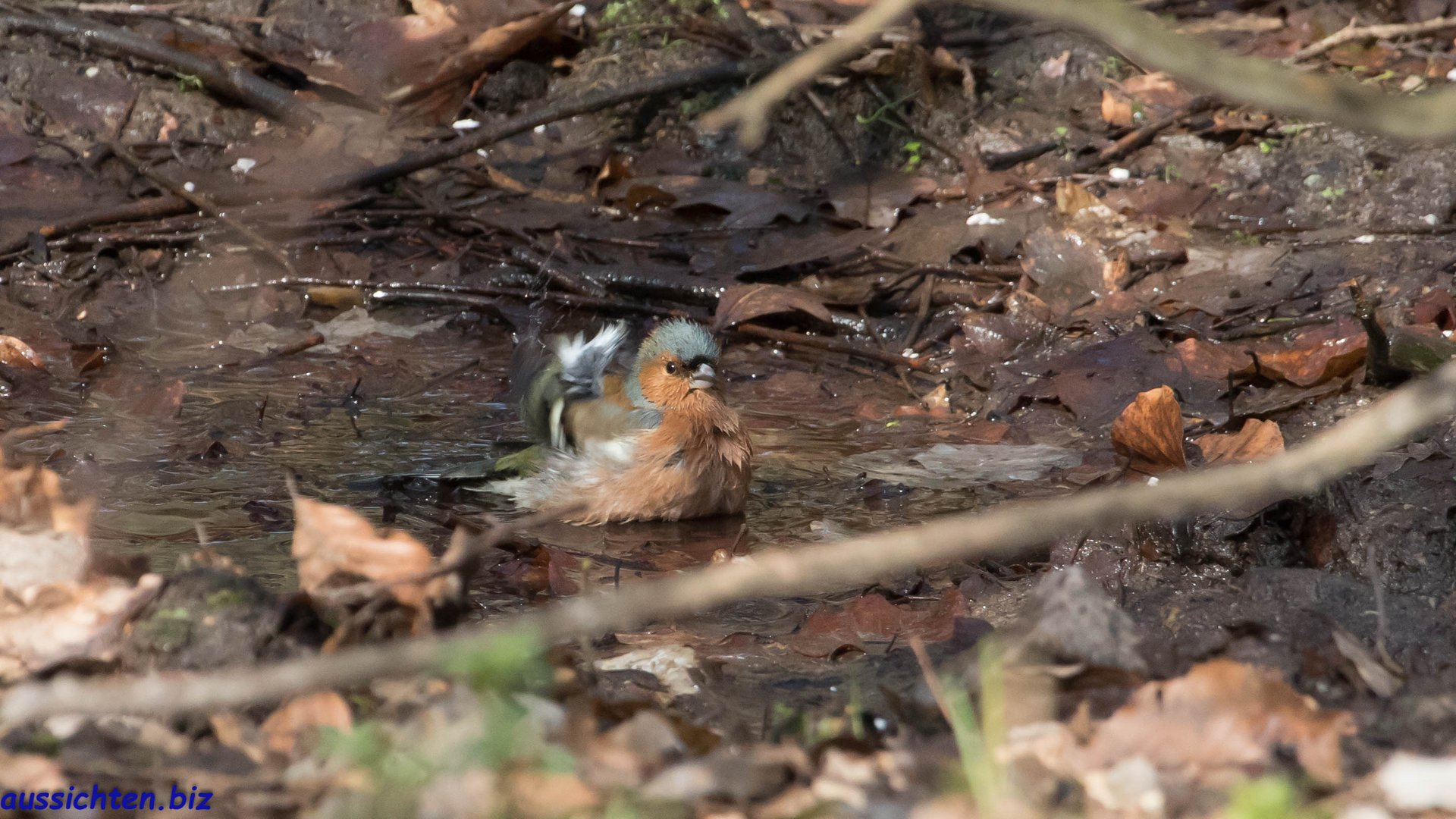 Buchfink - Fringilla coelebs-2019-03-22-009