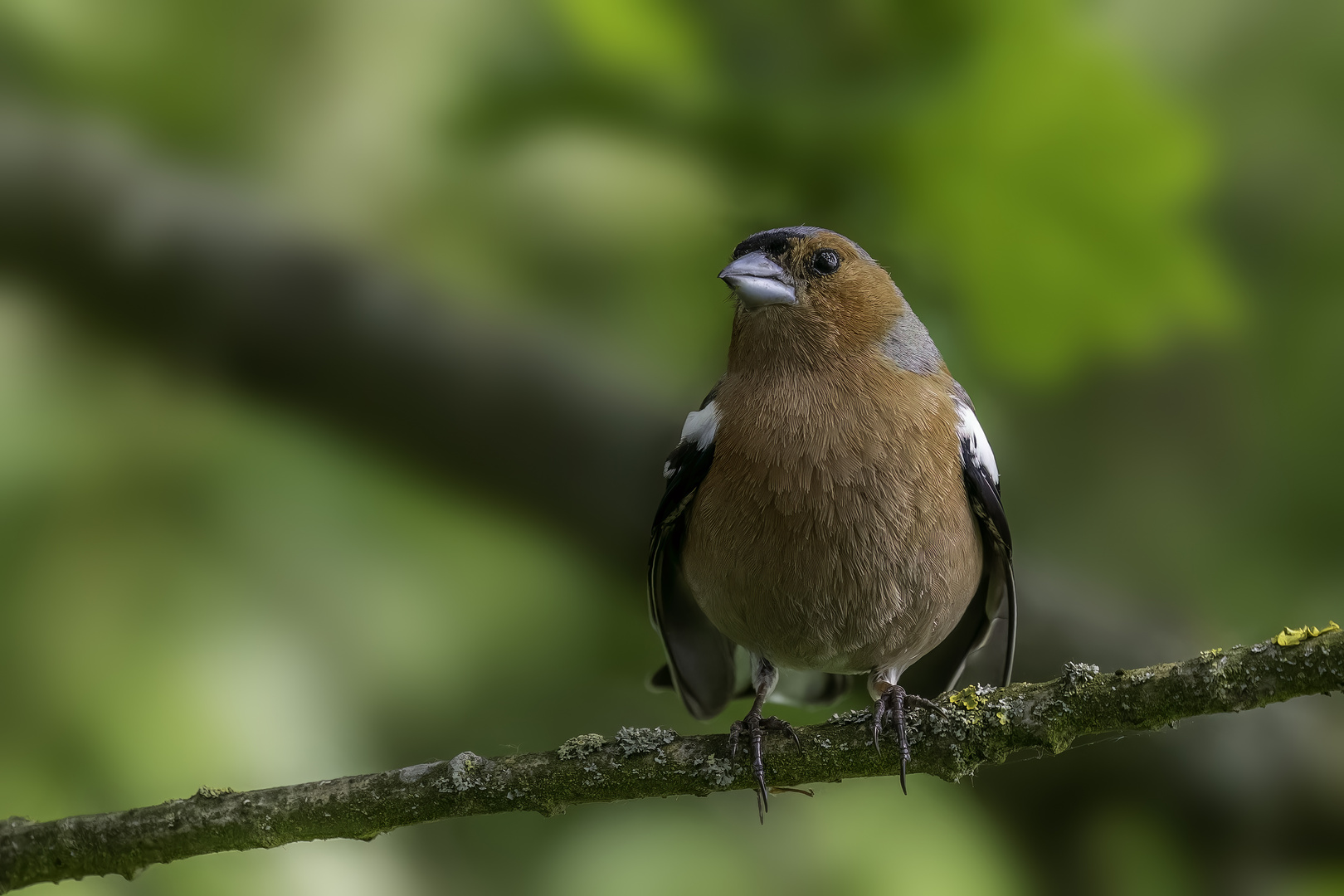 Buchfink (Fringilla coelebs)