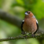 Buchfink (Fringilla coelebs)