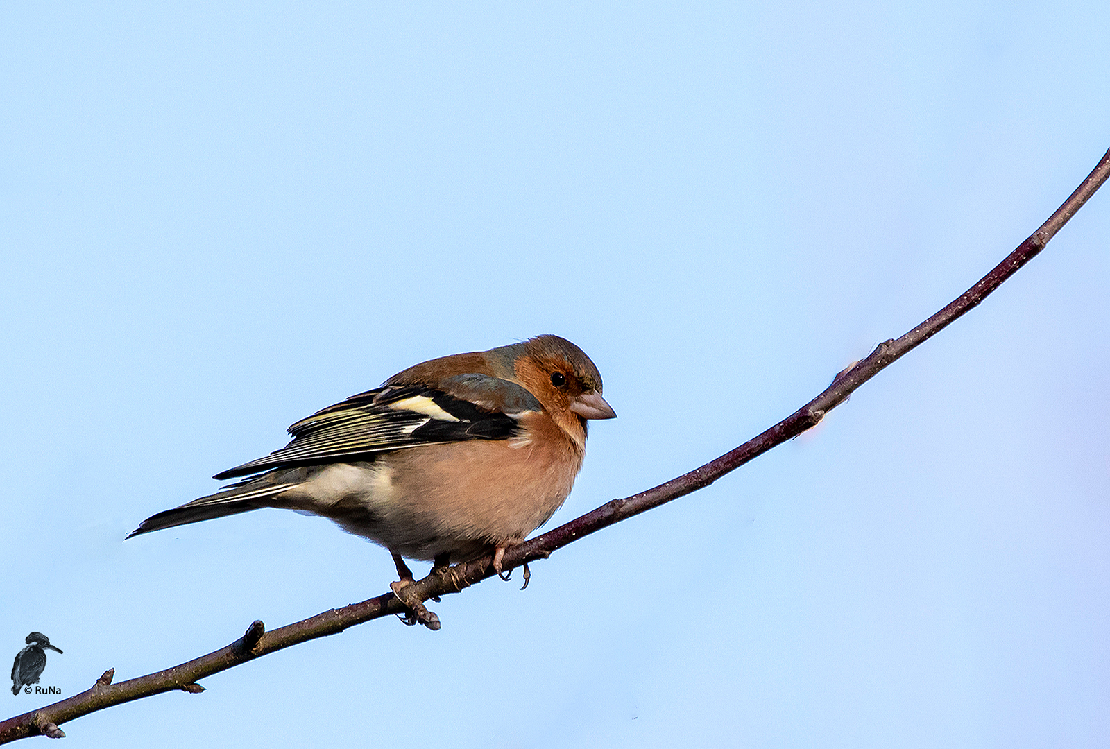 Buchfink - Fringilla coelebs