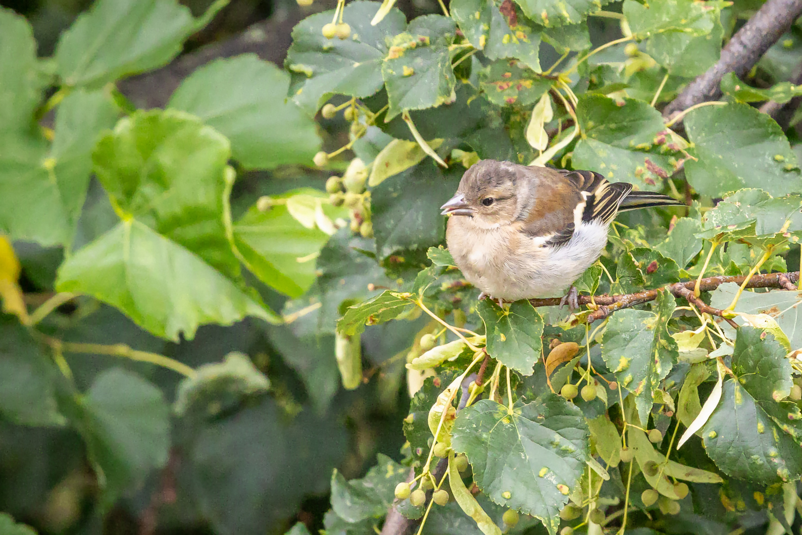 Buchfink  (Fringilla coelebs)