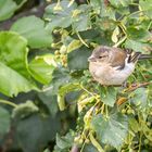 Buchfink  (Fringilla coelebs)