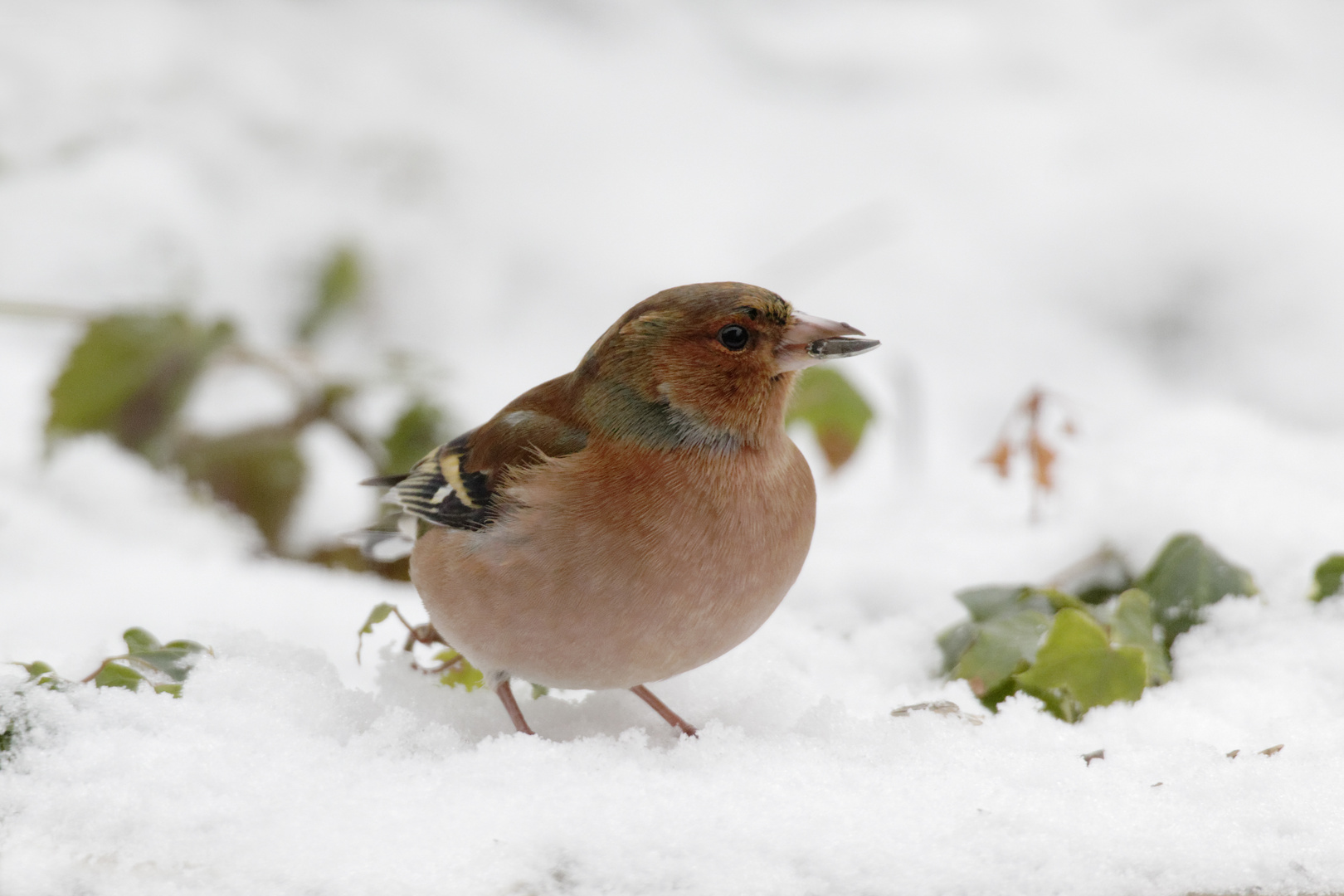 Buchfink (Fringilla coelebs)