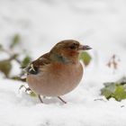 Buchfink (Fringilla coelebs)