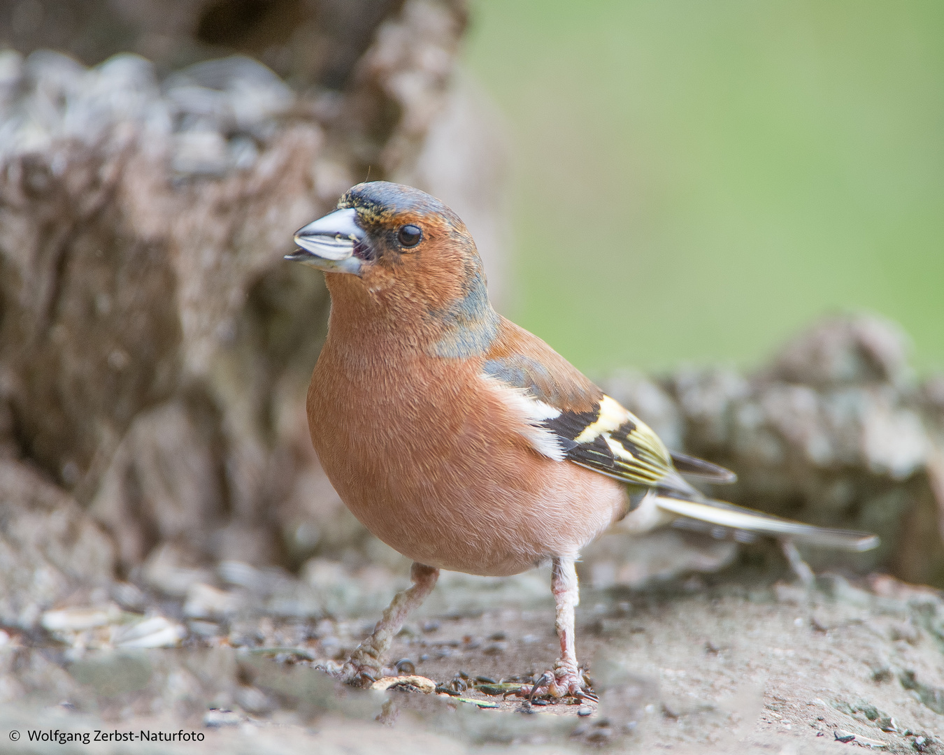 --- Buchfink ---    ( Fringilla coelebs )