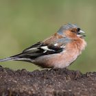 Buchfink (Fringilla coelebs)