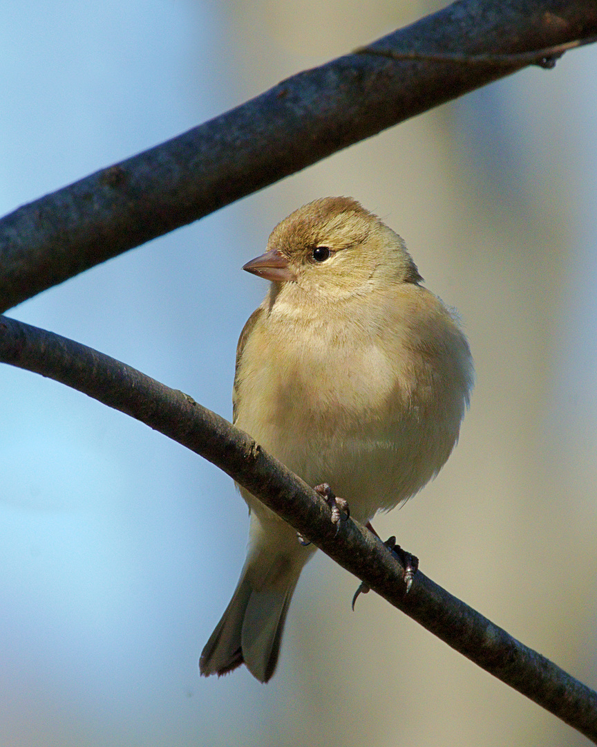 Buchfink (Fringilla coelebs) 3