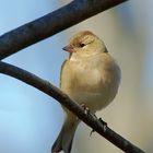 Buchfink (Fringilla coelebs) 3