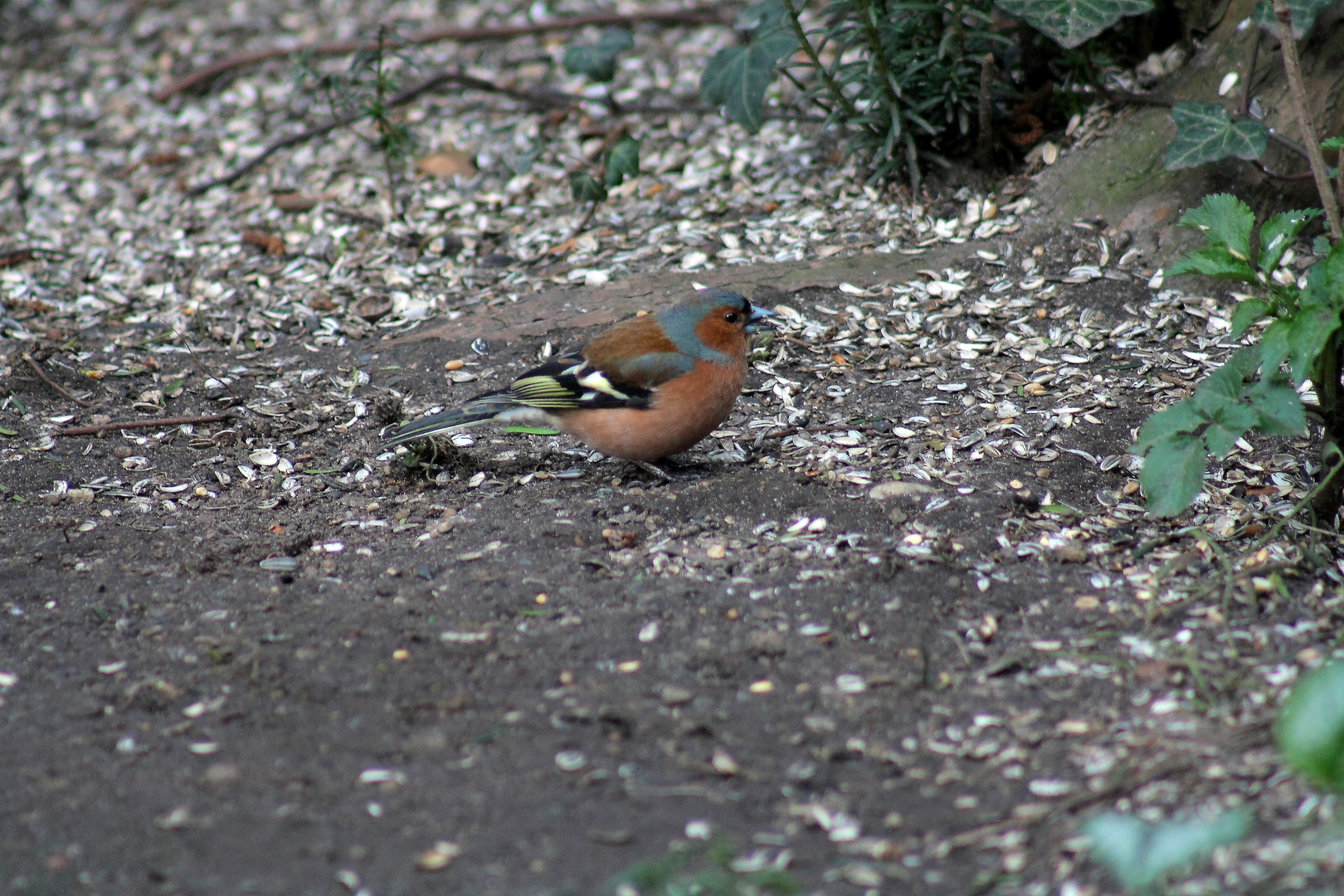 Buchfink (Fringilla coelebs)