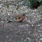 Buchfink (Fringilla coelebs)