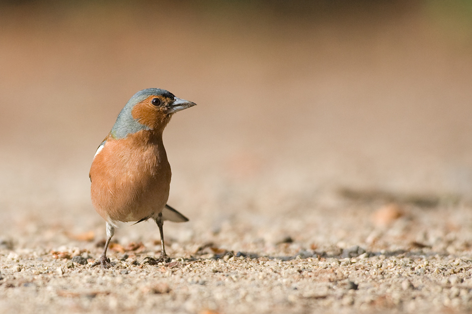 Buchfink (Fringilla coelebs)