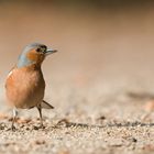 Buchfink (Fringilla coelebs)