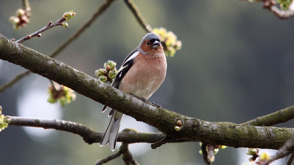 Buchfink (Fringilla coelebs)