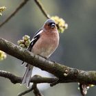 Buchfink (Fringilla coelebs)