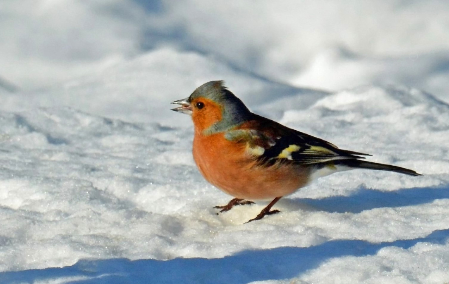 Buchfink (Fringilla coelebs)