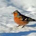 Buchfink (Fringilla coelebs)