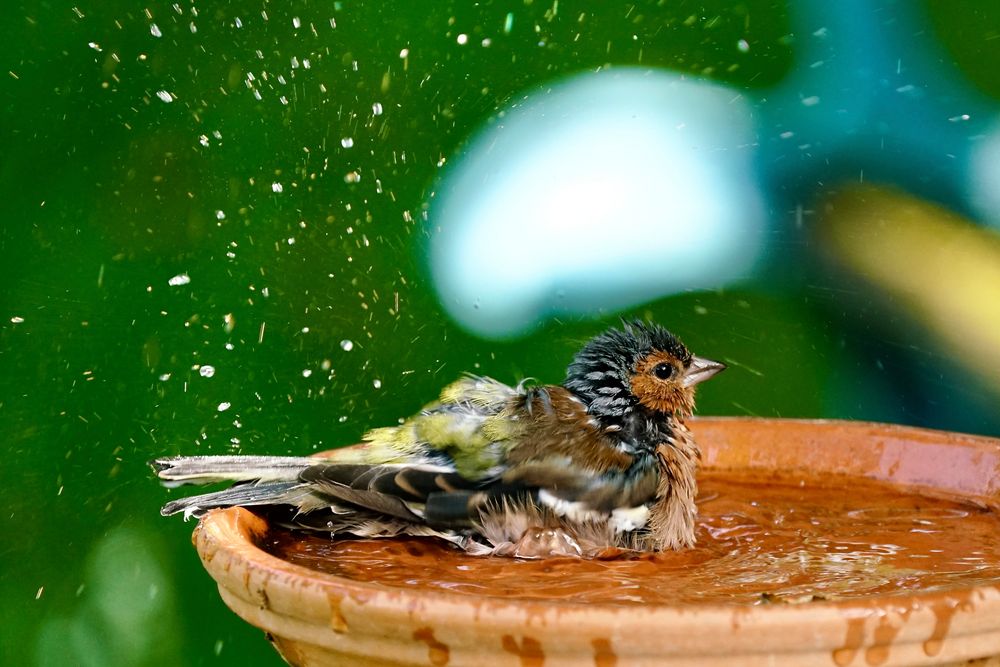 Buchfink (Fringilla coelebs)