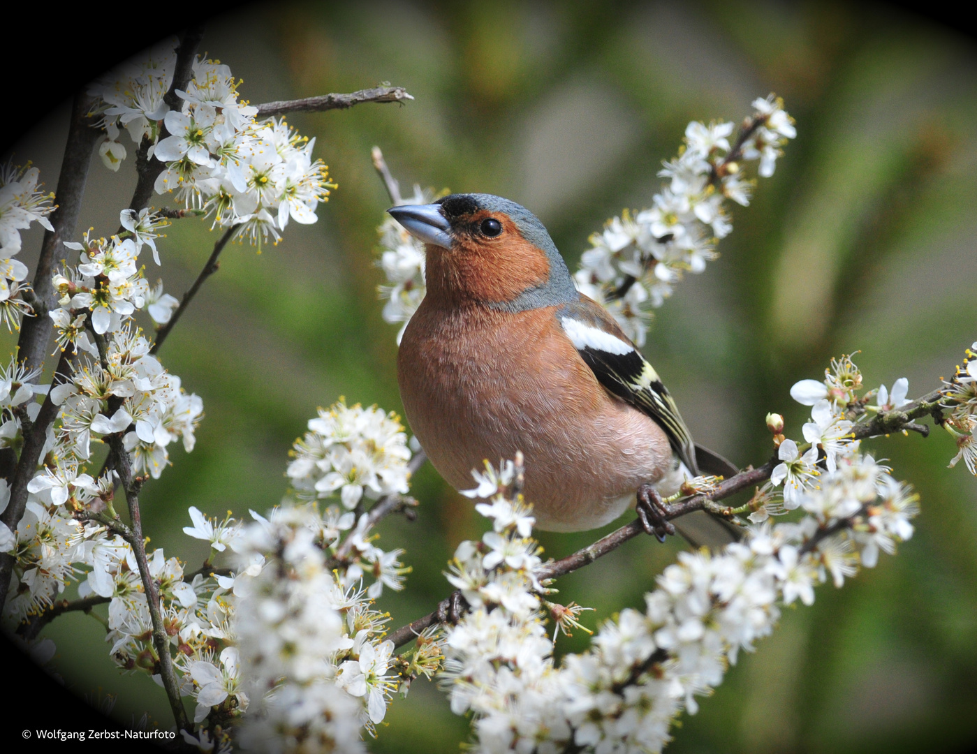   - Buchfink -  ( Fringilla coelebs )