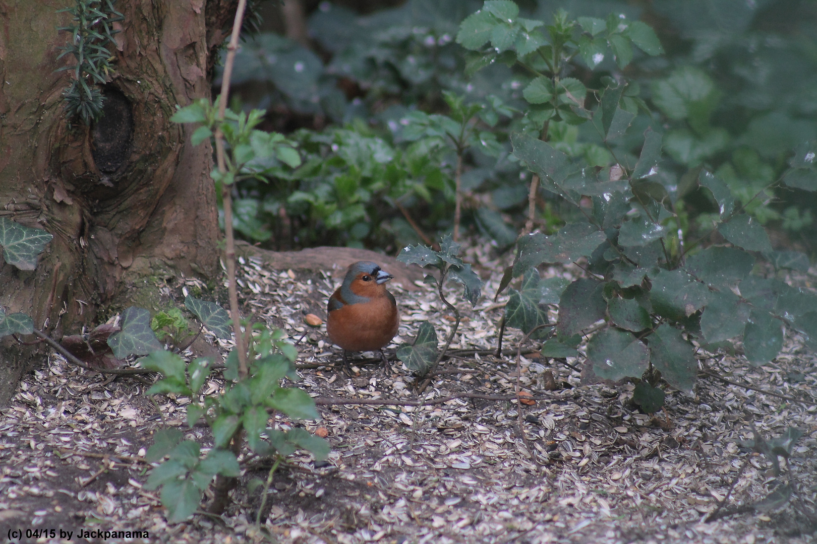 Buchfink (Fringilla coelebs)