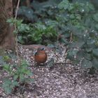 Buchfink (Fringilla coelebs)