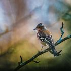 Buchfink (Fringilla coelebs)