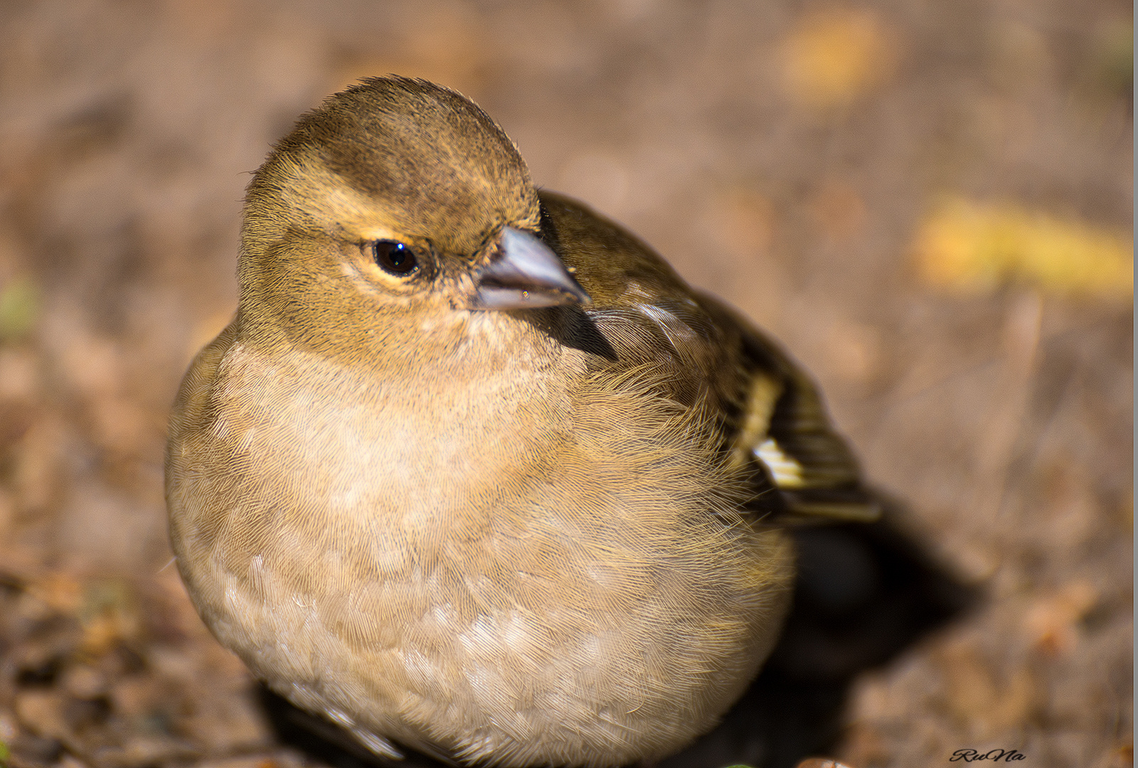 Buchfink - Fringilla coelebs