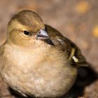 Buchfink - Fringilla coelebs