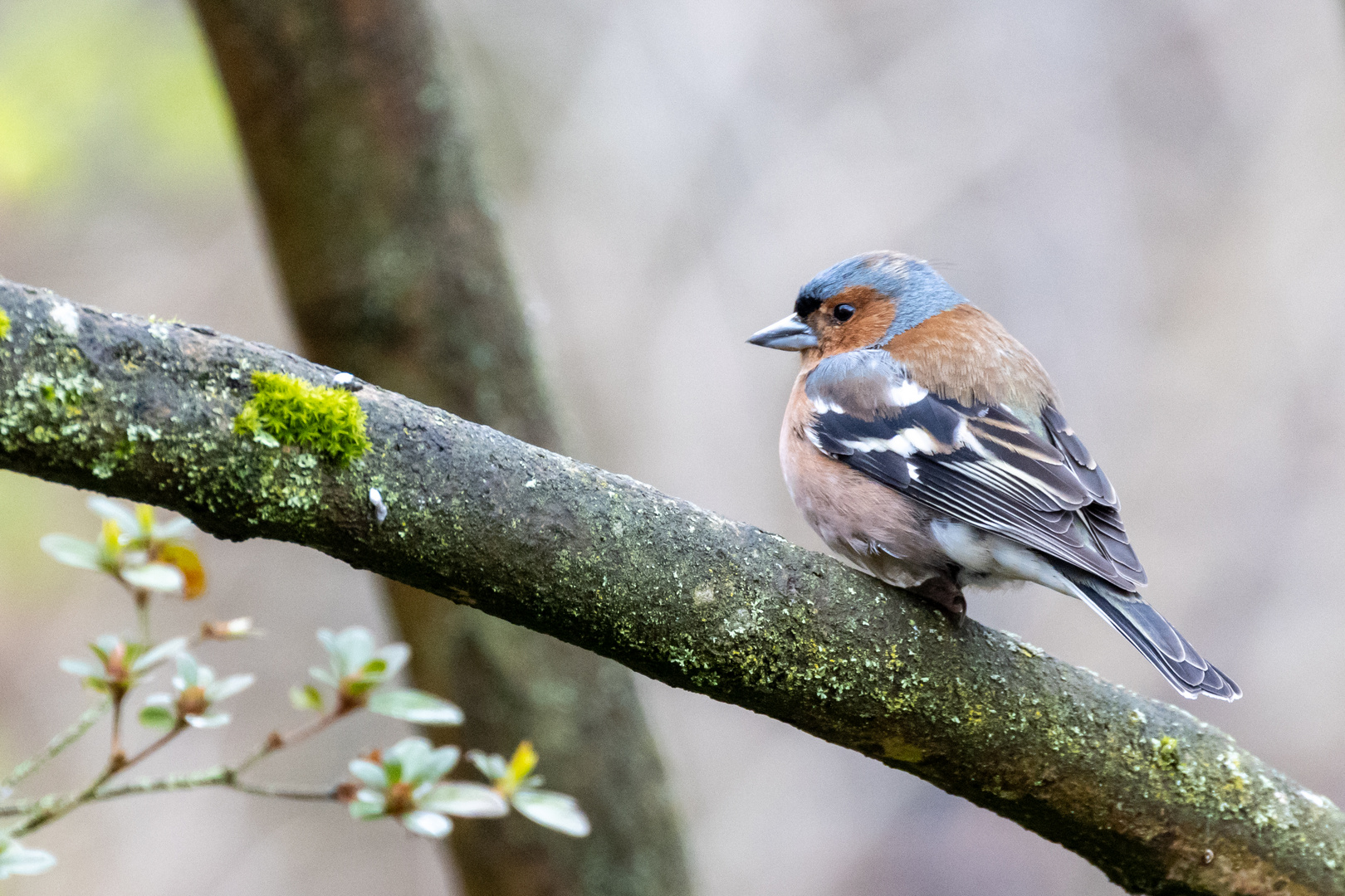 Buchfink (Fringilla coelebs)