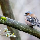 Buchfink (Fringilla coelebs)