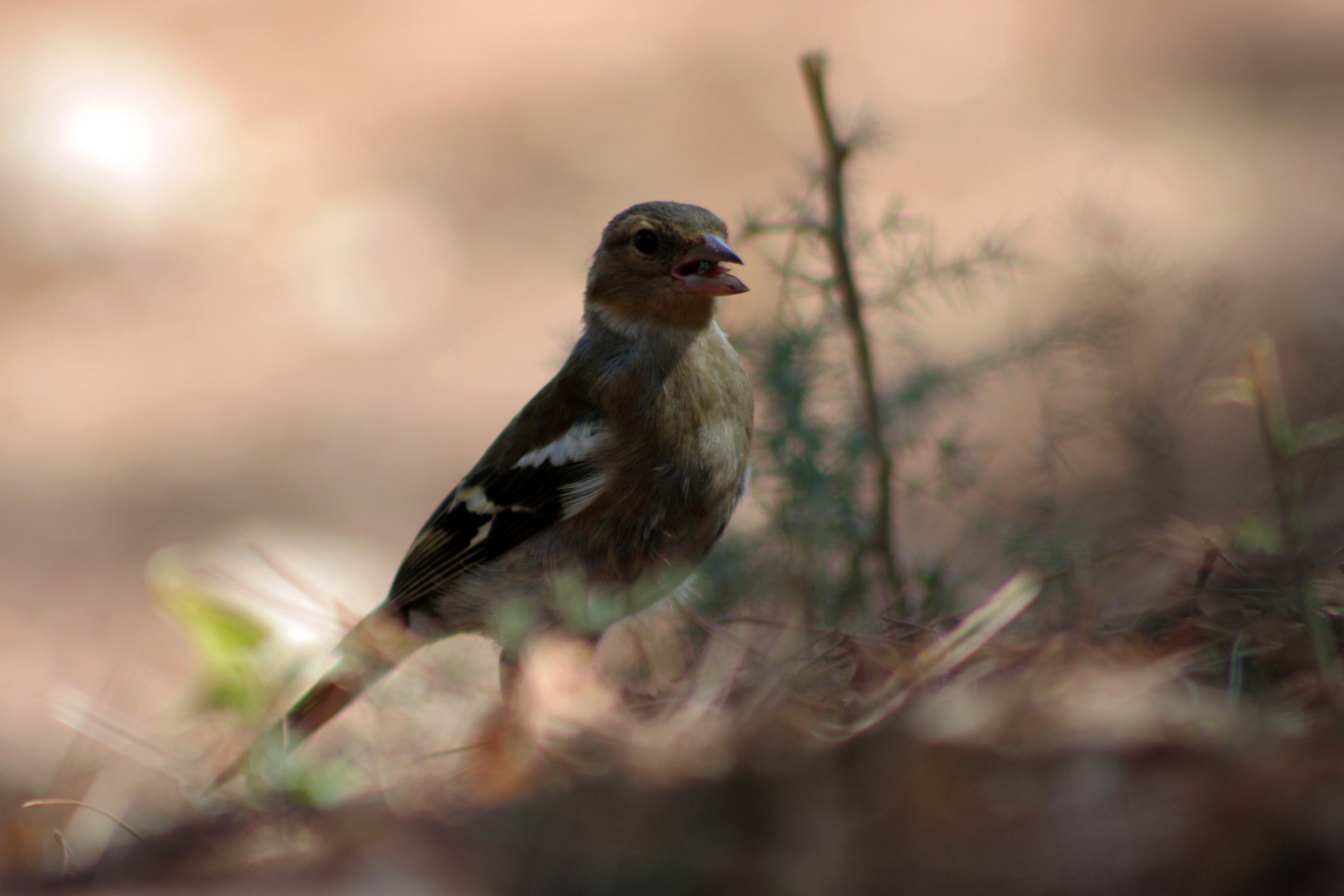 Buchfink (Fringilla coelebs)