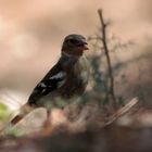 Buchfink (Fringilla coelebs)