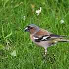 Buchfink (Fringilla coelebs)